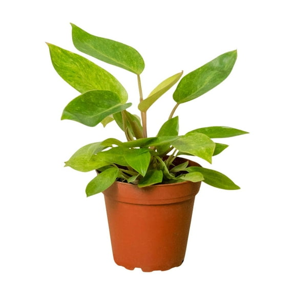 Philodendron 'Painted Lady', 4" Pot, Indoor Houseplant, Easy Care, Live Plant for Indoor & Outdoor