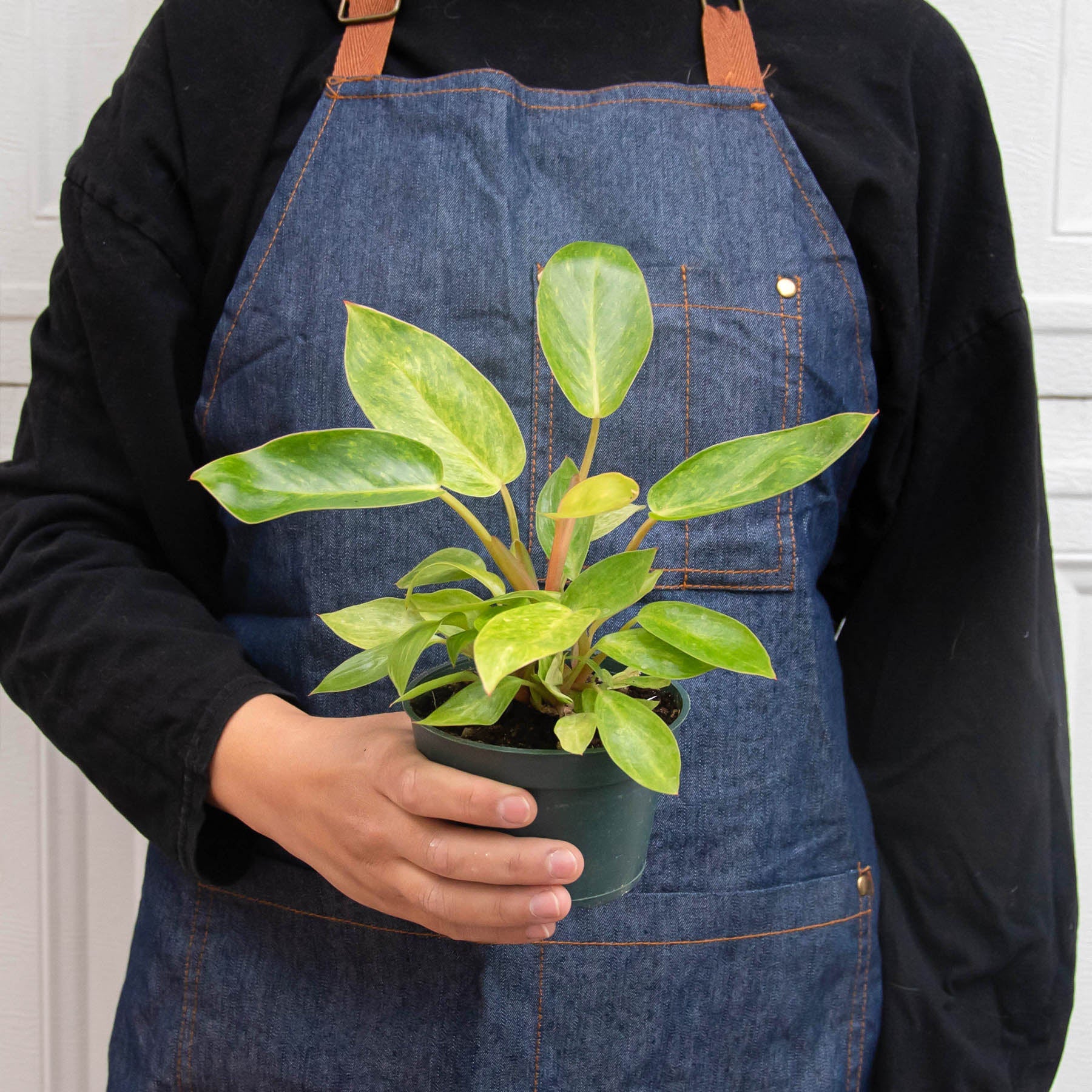 Philodendron 'Painted Lady', Live Plants, Indoor Plants, Live