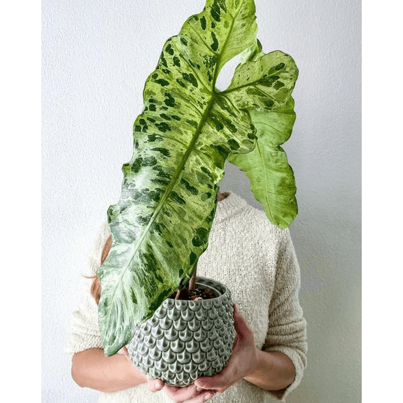 Philodendron Paraiso Verde Variegated Live Plant, 48 Inch Tall Tropical Indoor Houseplant, Unique Marbled Foliage Starter for Home Decor