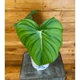 thumbnail image 1 of Philodendron Pastazanum, 6" Plant, The Plant Farm, 1 of 3