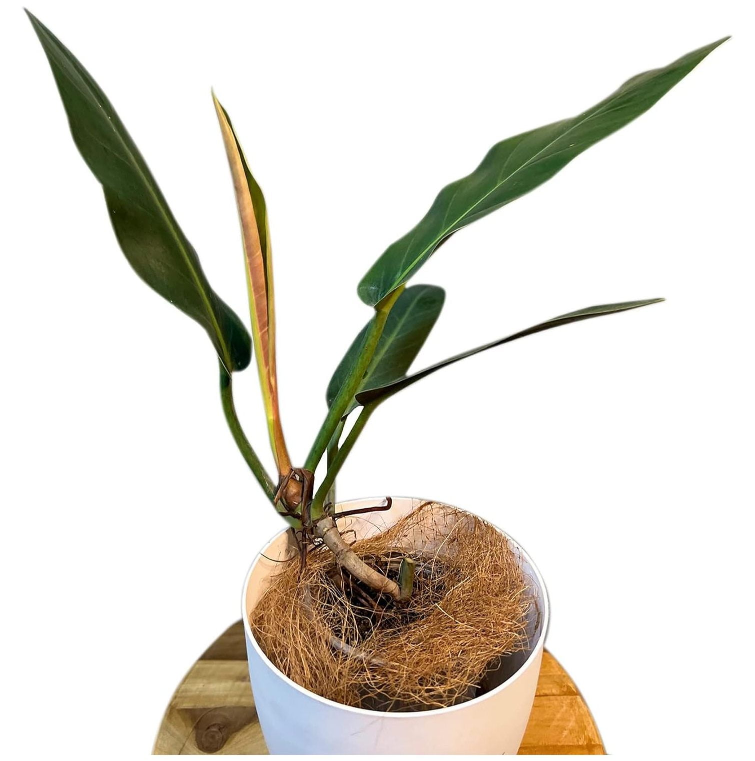 Philodendron Patriciae by Omsix Green Live House Plant for Indoors