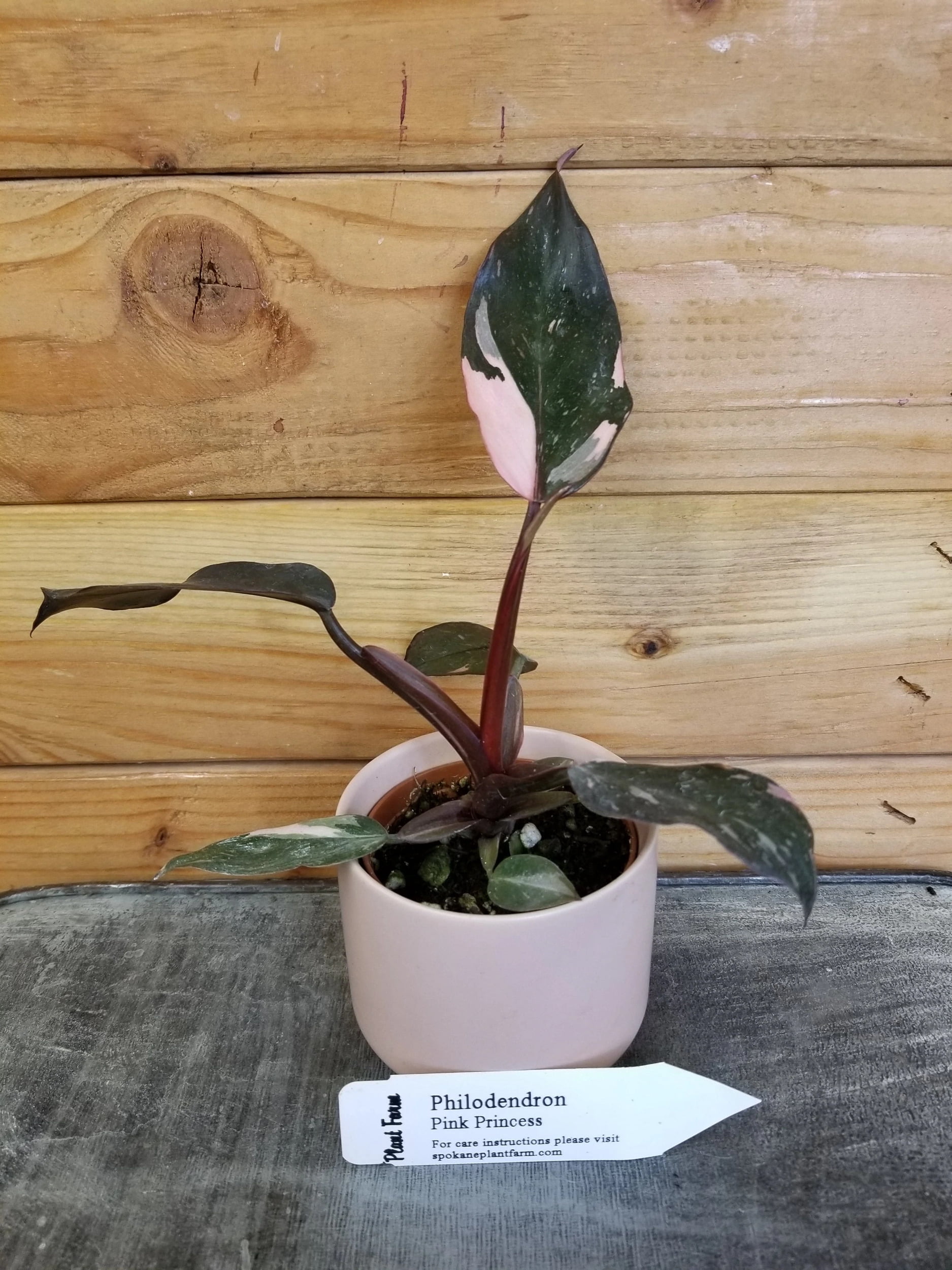 Walmart Pink Princess Philodendron