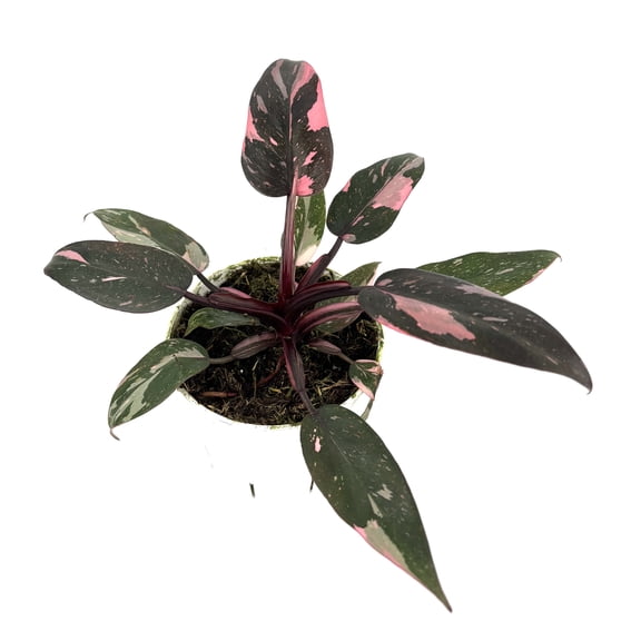Philodendron Pink Princess Air Purifying Houseplant, 4 Pot