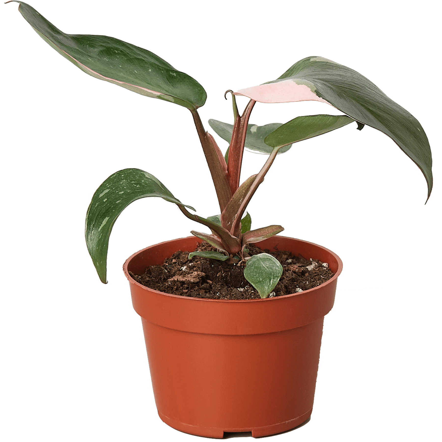 Philodendron Pink Princess Live Plant for Indoor | Different Houseplants in 4'' & 6'' Pot | Real House Plant for Living Room, Office, Desk & Bathroom | Erubescens