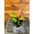 thumbnail image 1 of Philodendron Prince of Orange, 4" Plant, The Plant Farm, 1 of 2