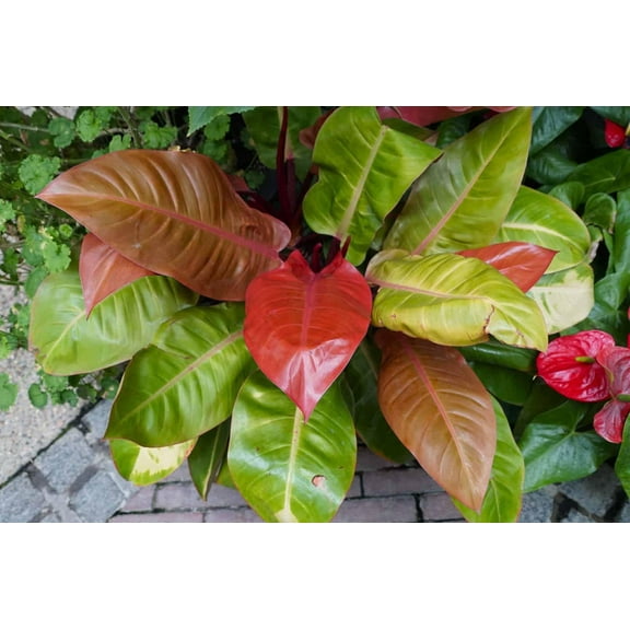 RedCrocus Prince of Orange Philodendron Indoor Plant - Bushy, Compact, Bright Indirect Light, Pet Toxicity, Easy Care  6" Pot