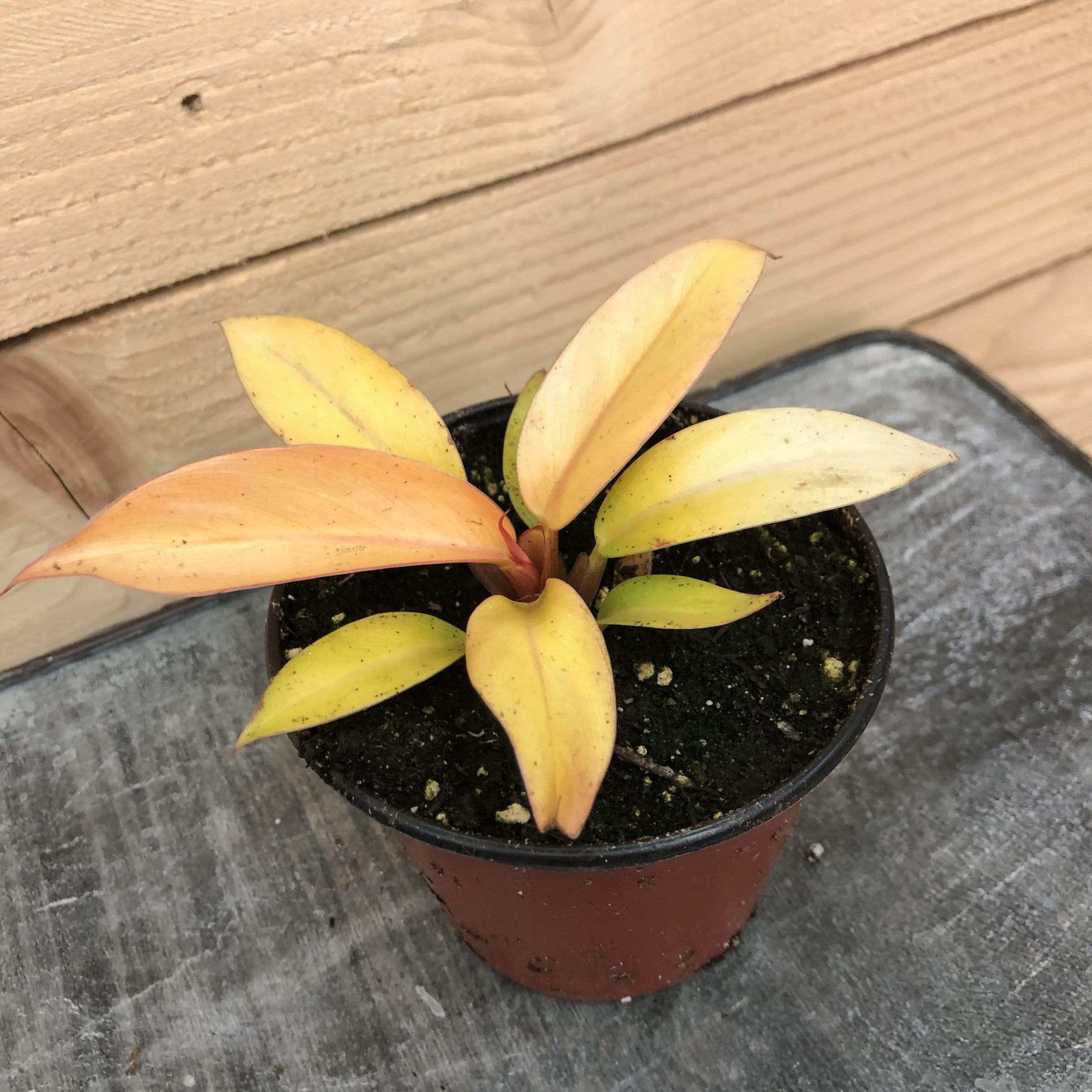 Philodendron Red King, 4" Plant - Walmart.com