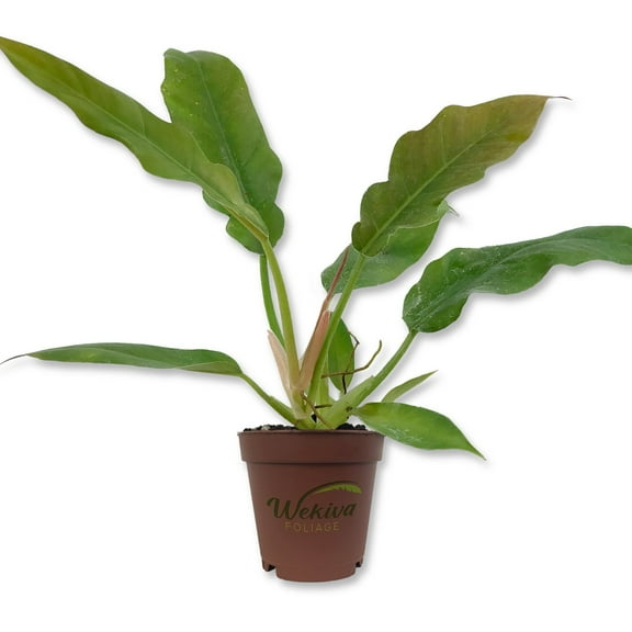 Philodendron Ring of Fire - Live Starter Plant in a 2 Inch Pot - Exotic and Rare Indoor Houseplant - A Kaleidoscope of Colors