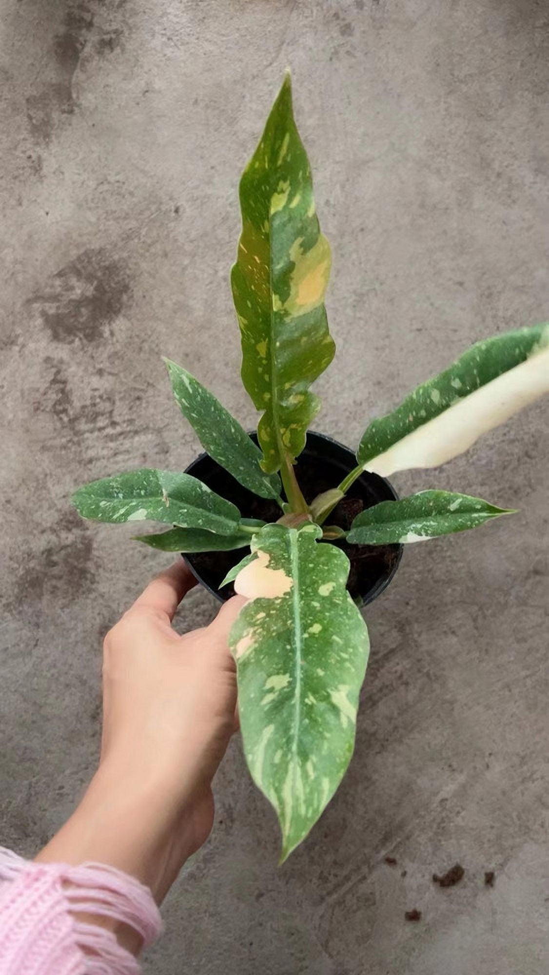 Philodendron Ring Of Fire Variegated Live Plant 6 In Pot 14 24 In philodendron-ring-of-fire-variegated-live-plant-6-in-pot-14-24-in