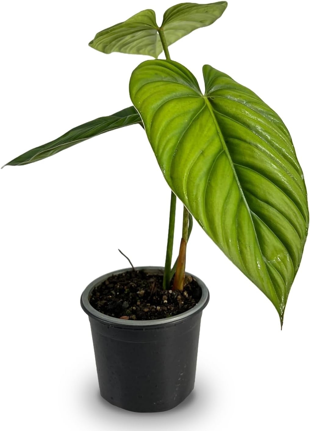 Philodendron SP Colombia by LEAL PLANTS ECUADOR | Heart-Shaped Green House Plant for Indoor Decor | Live Tropical Plant for Home or Office | California Tropicals | Elephant Ear Plants