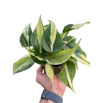 Philodendron 'Silver Stripe', 4" Pot, Indoor Houseplant, Easy Care, Live Plant for Indoor & Outdoor