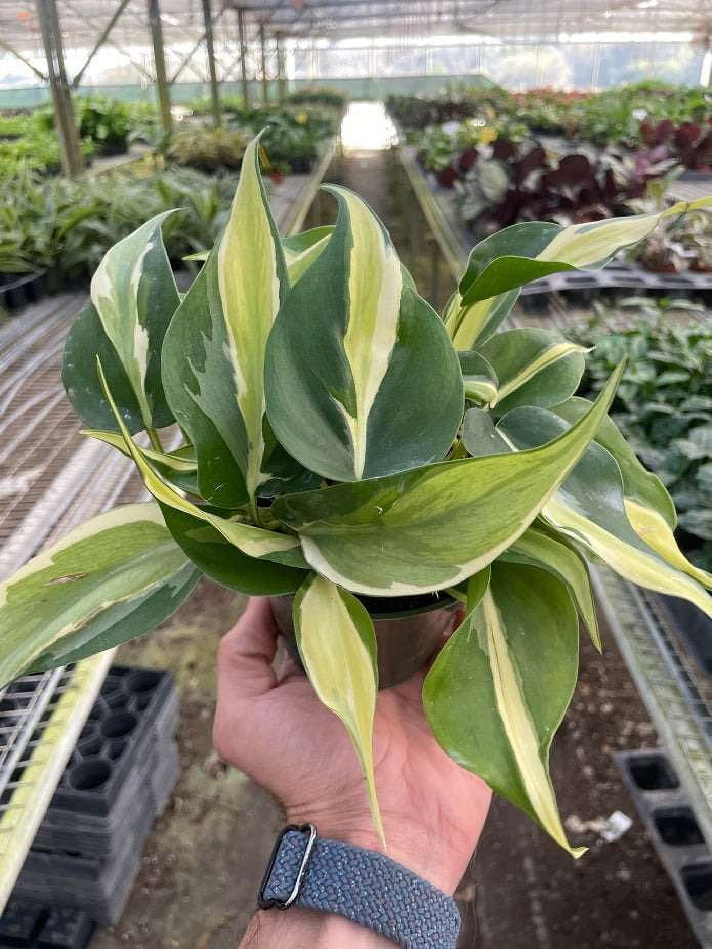 Philodendron Silver Stripe Live Plant for Indoor | Different Houseplants in 4'' & 6'' Pot | Real House Plant Decor for Living Room, Office, Desk & Bathroom | Philodendron hederaceum | Stripe Philo
