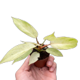 thumbnail image 1 of Philodendron 'Snowdrift', 1 of 5