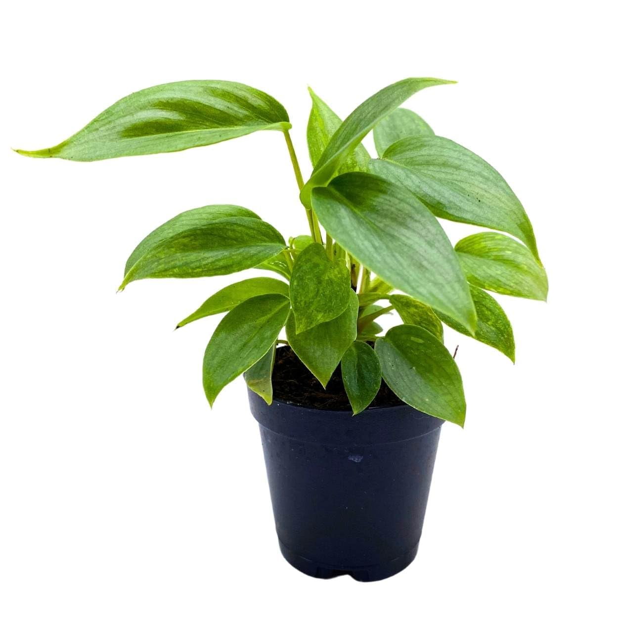 plants citronella Citrosa Geranium Plant | Two Live Citronella Garden Plants main image 1