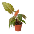 thumbnail image 1 of Philodendron 'Summer Glory', 1 of 6