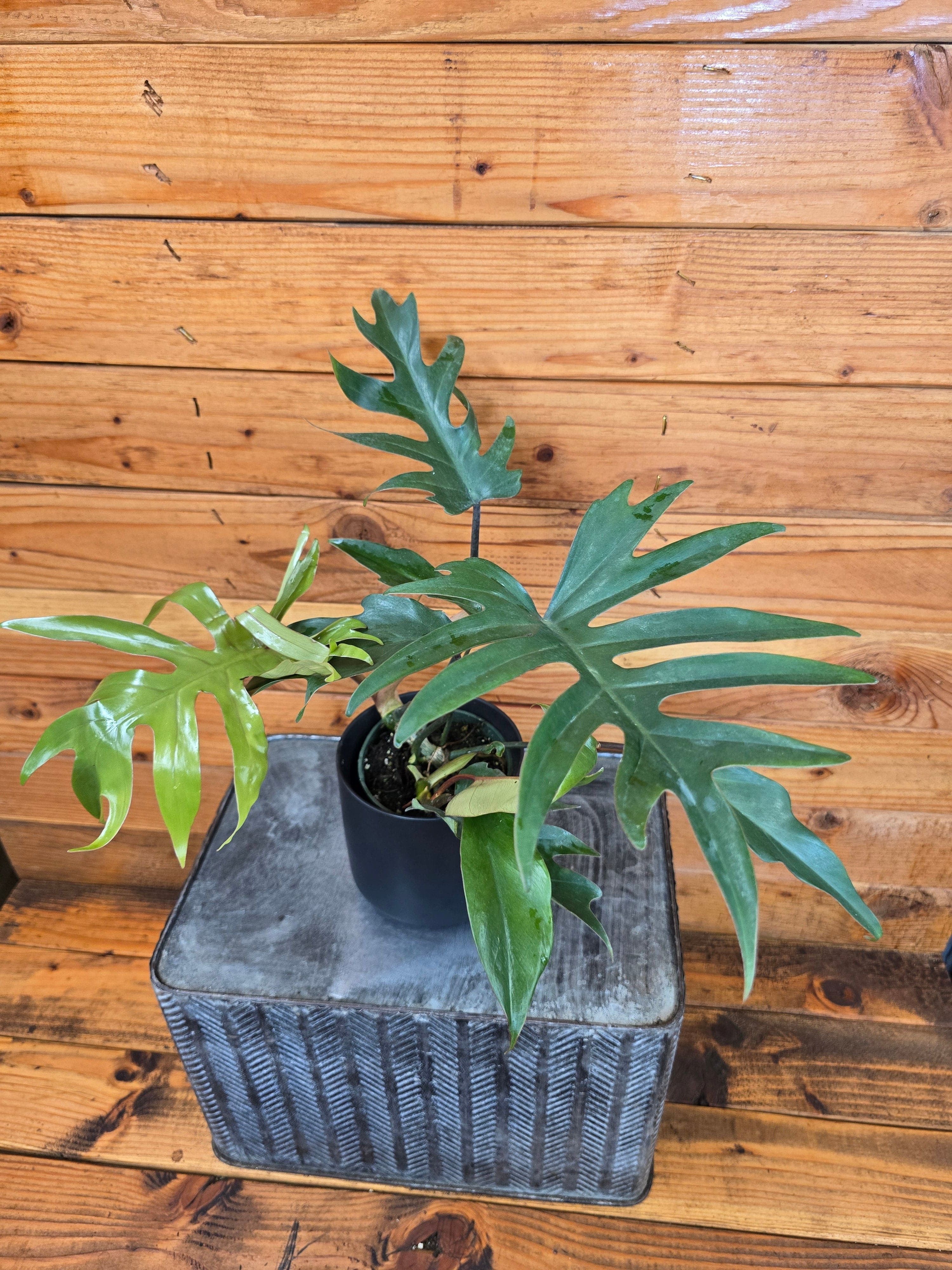 Philodendron Tahiti, 4" Plant, The Plant Farm