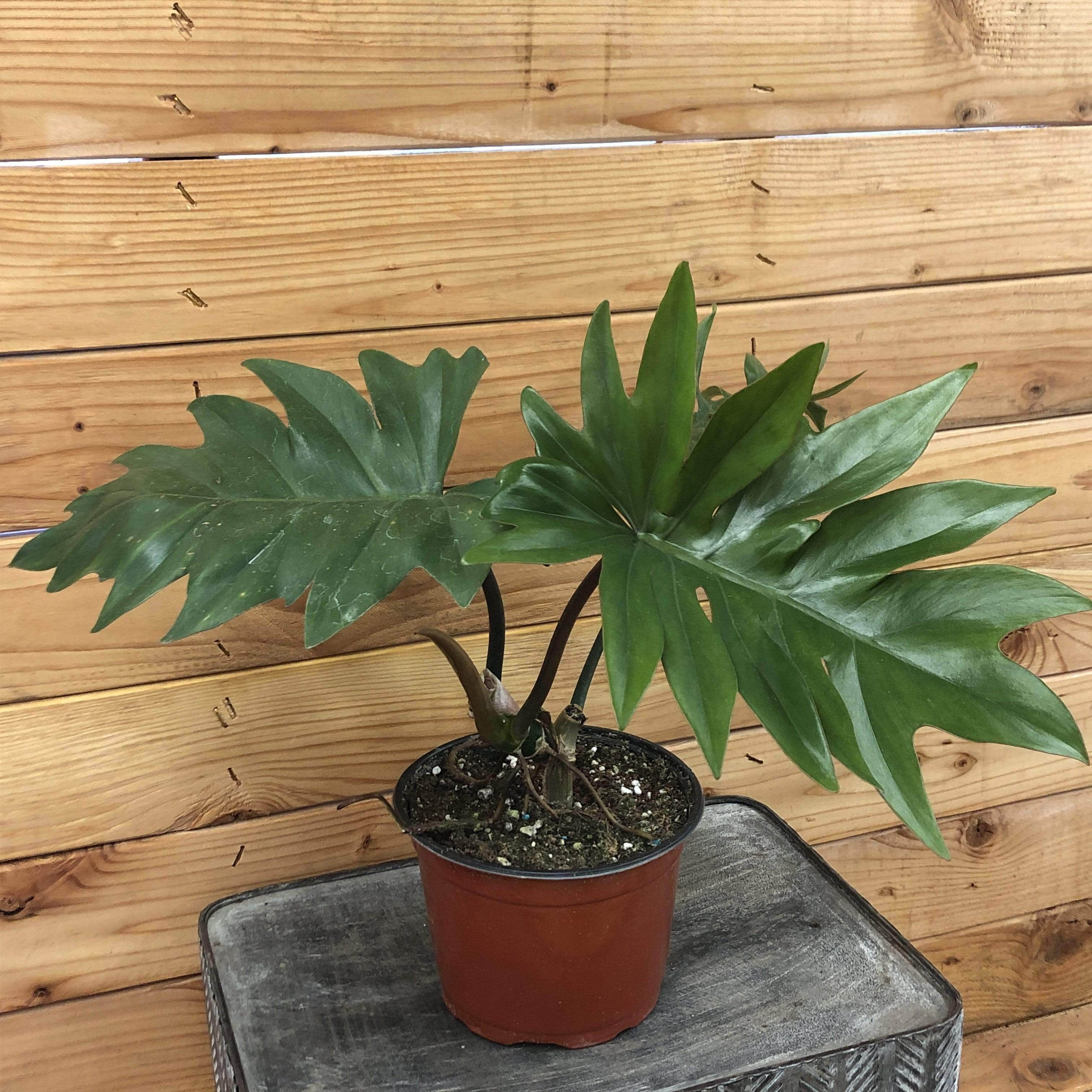 Philodendron Tahiti, 6" Plant, The Plant Farm - Walmart.com
