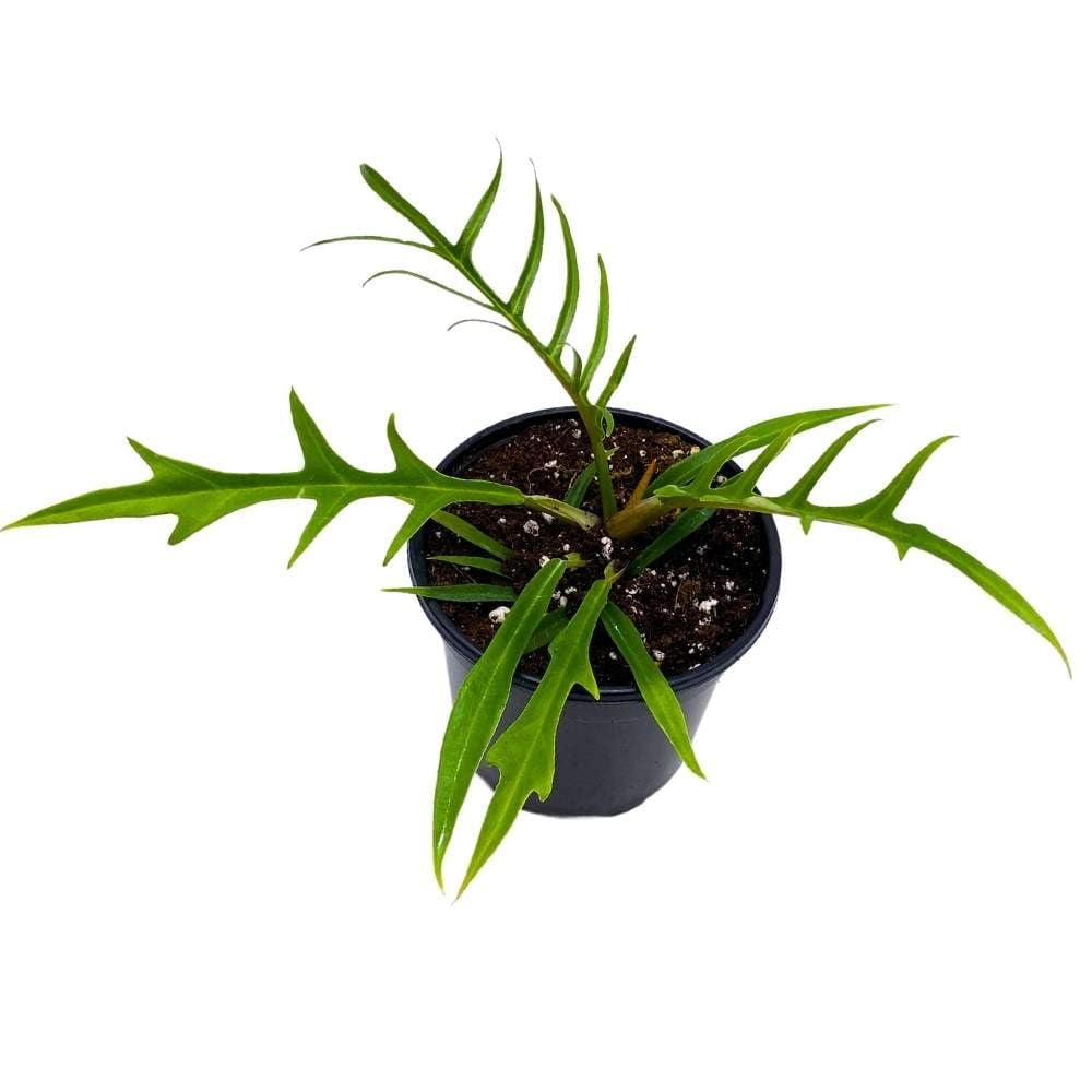 philodendron painted lady variegated Philodendron 'Painted Lady' Houseplant main image 1