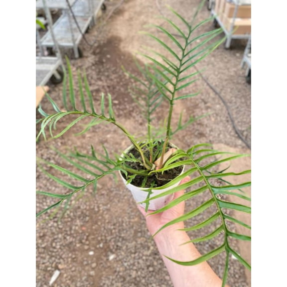 Philodendron 'Tortum', 6" Pot, Indoor Houseplant, Easy Care, Live Plant for Indoor & Outdoor