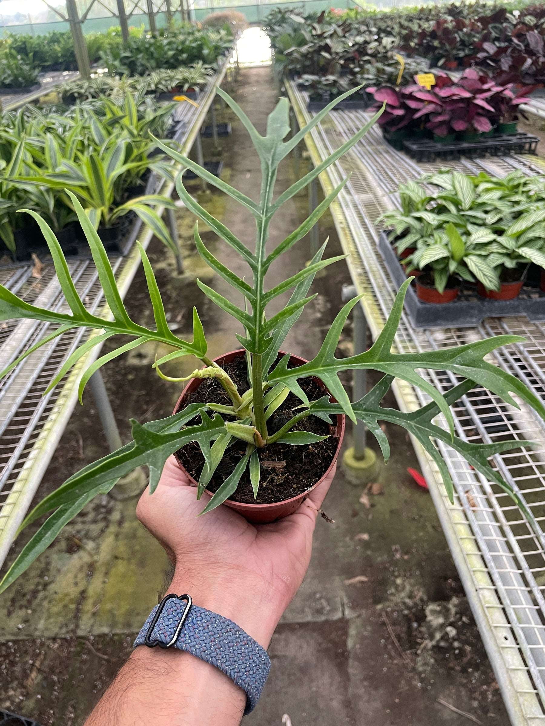 Philodendron Tortum Live Plant for Indoor | Different Houseplants in 4'' & 6'' Pot | Real House Plant for Living Room, Office, Desk & Bathroom | Tortum