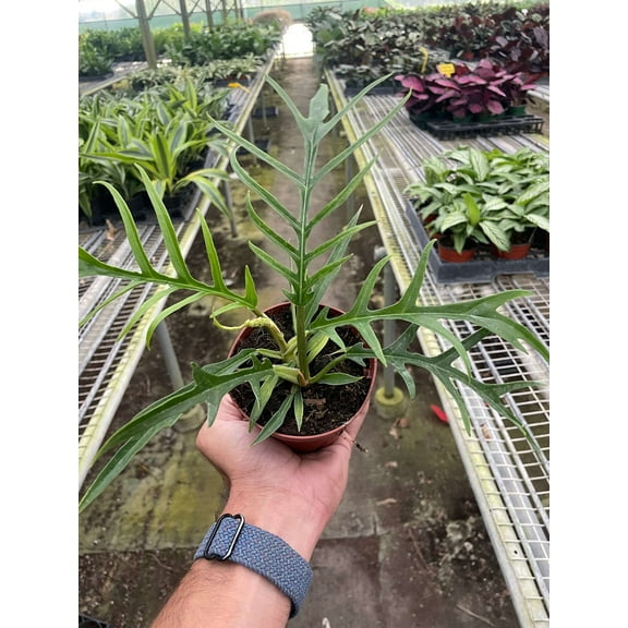 Philodendron Tortum Live Plant for Indoor | Different Houseplants in 4'' & 6'' Pot | Real House Plant for Living Room, Office, Desk & Bathroom | Tortum