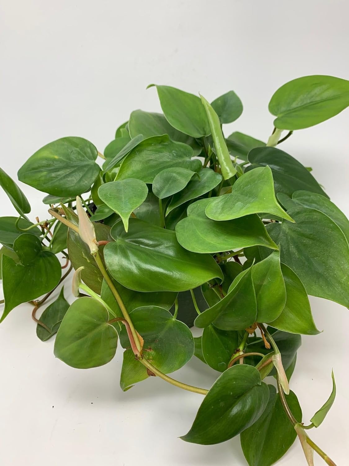 Philodendron Variety Pack - 3 Live Plants in 4 Inch Pots - Philodendron Erubescens - Grower's Choice of Extremely Rare and Beautiful Indoor Houseplants