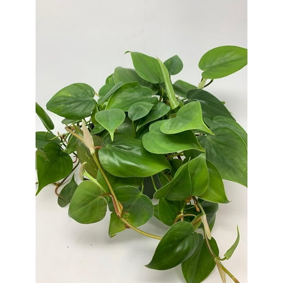 Philodendron Variety Pack - 3 Live Plants in 4 Inch Pots - Philodendron Erubescens - Grower's Choice of Extremely Rare and Beautiful Indoor Houseplants