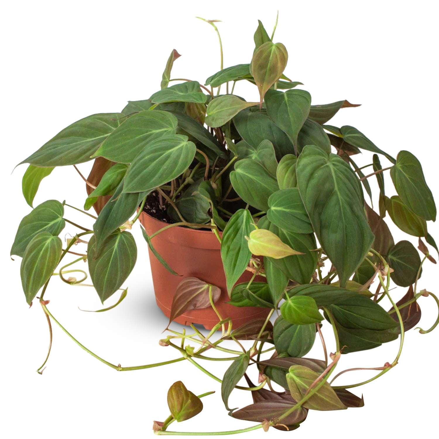 Philodendron Velvet Live Plant for Indoor | Different Houseplants in 4'' & 6'' Pot | Real House Plant for Living Room, Office & Bathroom | Micans Heart-Leaf | Sweetheart Hederaceum