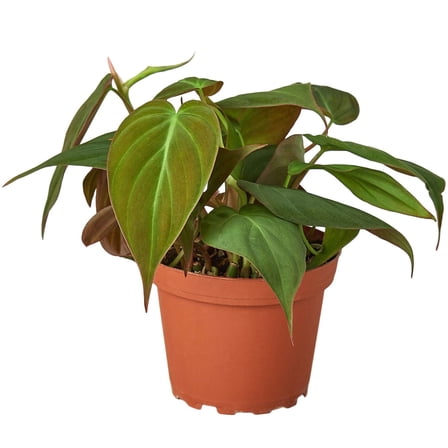 Philodendron Velvet Live Plant for Indoor | Different Houseplants in 4'' & 6'' Pot | Real House Plant for Living Room, Office, Desk & Bathroom | Micans Heart-Leaf