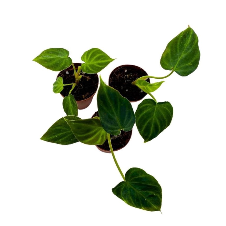 bacopa caroliniana aquarium plant Bacopa Caroliniana Red Aquarium Plant