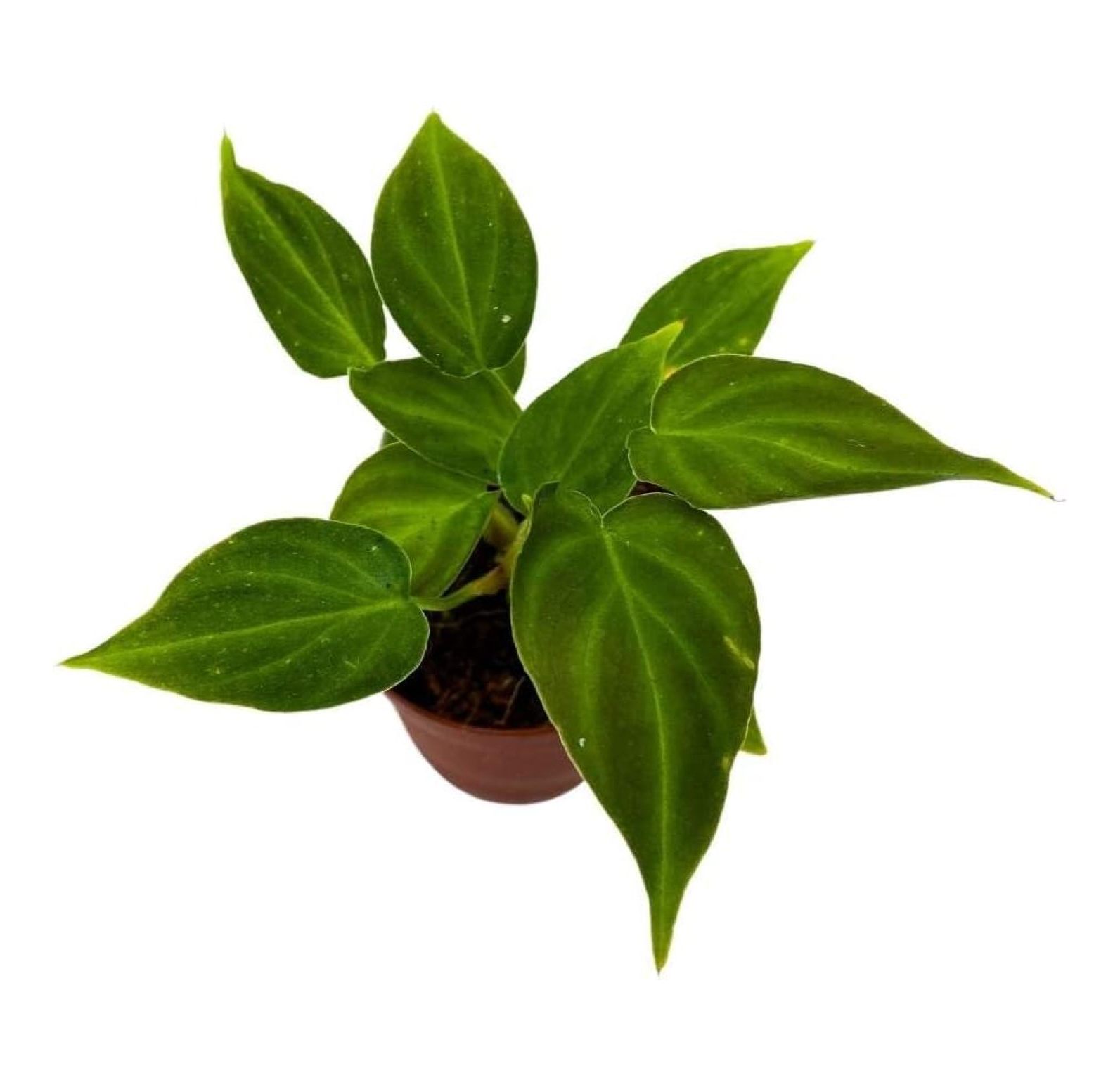 Philodendron Verrucosum, 4 inch, Rare Indoor Houseplant Philo - Walmart.com