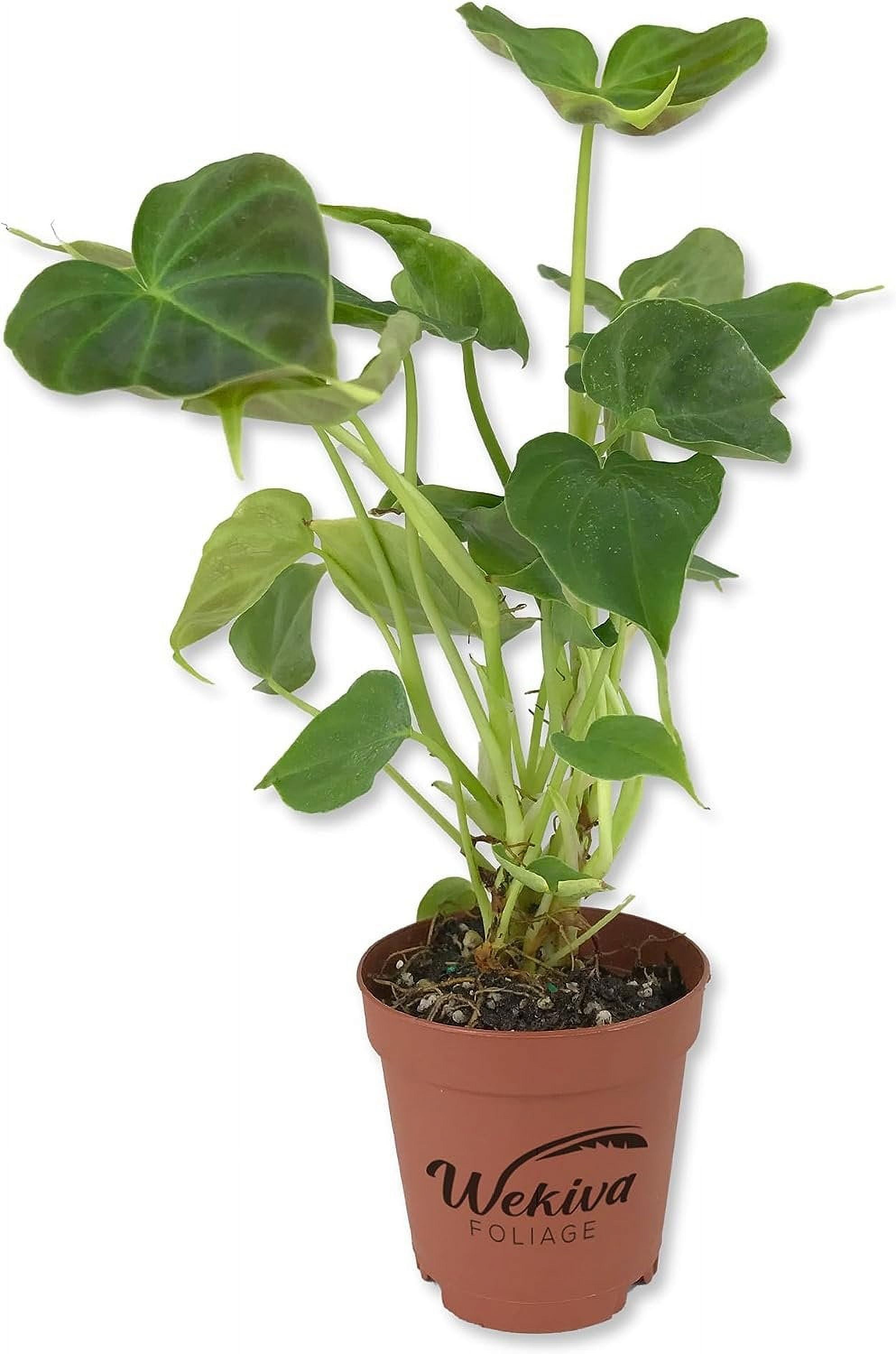 Philodendron Verrucosum - Ecuador Philodendron - Live Starter Plant in a 2 Inch Pot - Extremely Rare Indoor Houseplant - A Marvel of Nature's Elegance