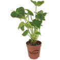 thumbnail image 1 of Philodendron Verrucosum - Ecuador Philodendron - Live Starter Plant in a 2 Inch Pot - Extremely Rare Indoor Houseplant - A Marvel of Nature's Elegance, 1 of 6