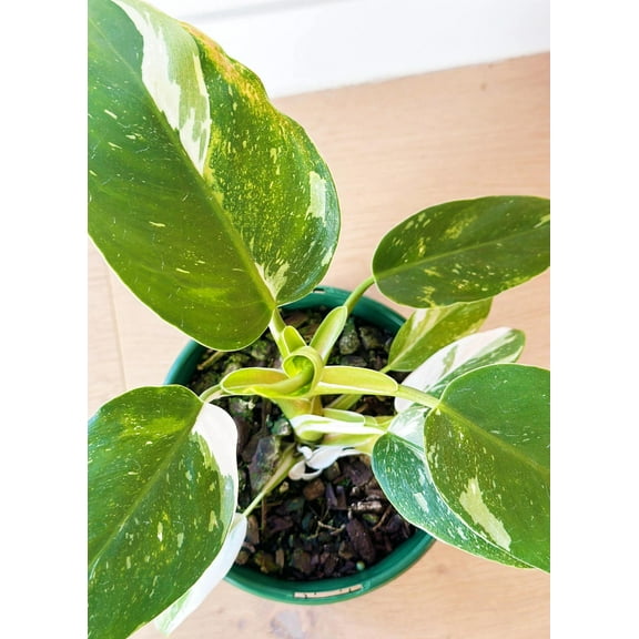 Philodendron White Knight-Stunning Variegated Leaves-Ideal Indoor Plant  6" Pot