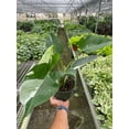 thumbnail image 1 of Philodendron 'White Princess' in 6" pot | Live Plant for Indoor | 12 - 22 inch Tall, 1 of 6