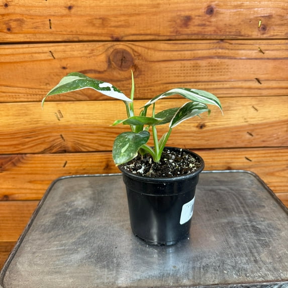 Philodendron White Wizard, 4" Plant, The Plant Farm