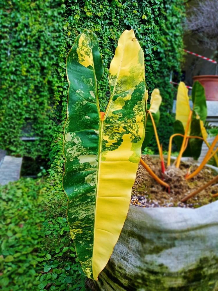 Philodendron billietiae-Unique Tropical Plant-Indoor Friendly  6" Pot