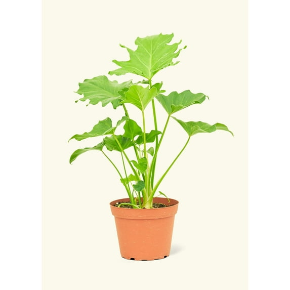 Philodendron bipinnatifidum 'Little Hope' Live Green Plant in 6" Pot