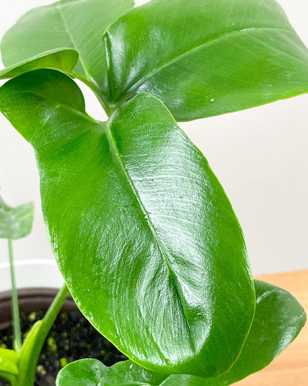 Philodendron goeldii-Finger Leaf-Lush green foliage 14" Pot - Walmart.com