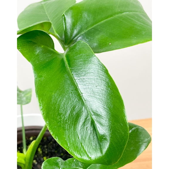 Philodendron goeldii-Finger Leaf-Lush green foliage 14" Pot