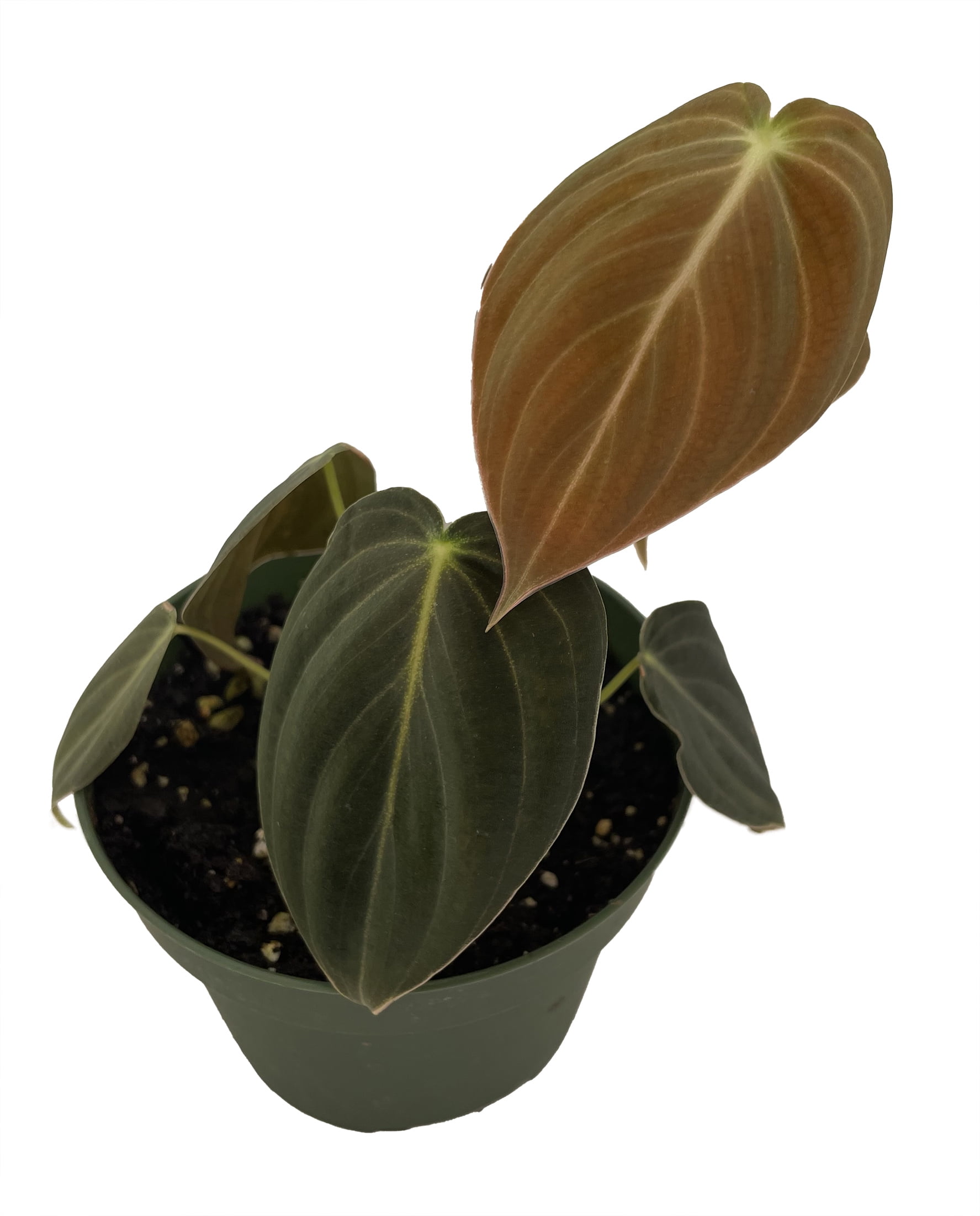 hairy philodendron Live Philodendron Squamiferum