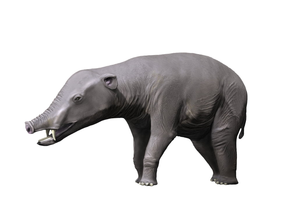 Phiomia is a proboscidian from the Oligocene epoch Canvas Art - Nobumichi TamuraStocktrek Images (33 x 25)