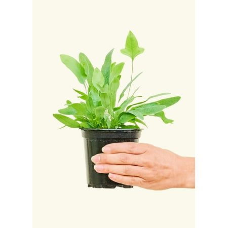 Phlebodium Aureum Live Green Plant in 4" Pot