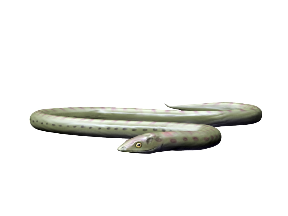 Phlegethontia is a lepospondyl from the Late Carboniferous period Canvas Art - Nobumichi TamuraStocktrek Images (33 x 25)