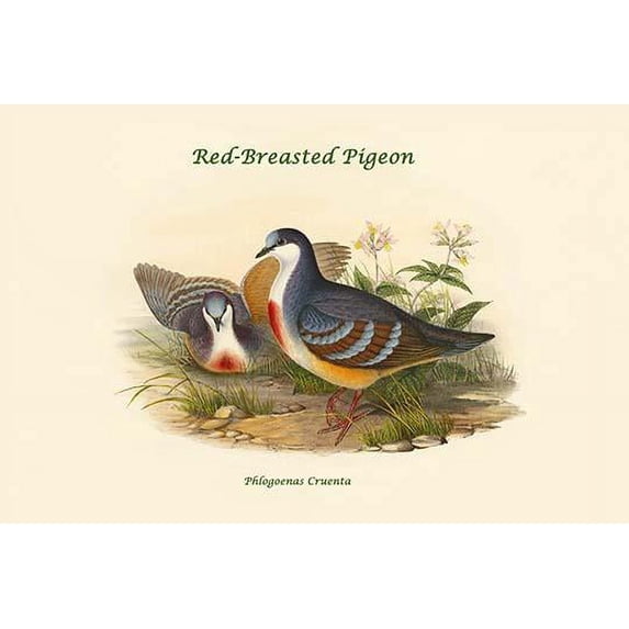 Phlogoenas Cruenta - Red-Breasted Pigeon-Fine Art Canvas Print (20" x 30")