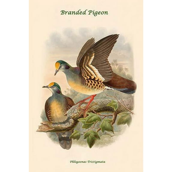 Phlogoenas Tristigmata - Branded Pigeon-Fine Art Canvas Print (20" x 30")