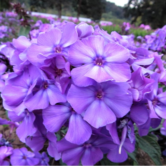 Phlox Blue Paradise 1 Root - Summer Fragrant Blue-Violet Blooms in Sun