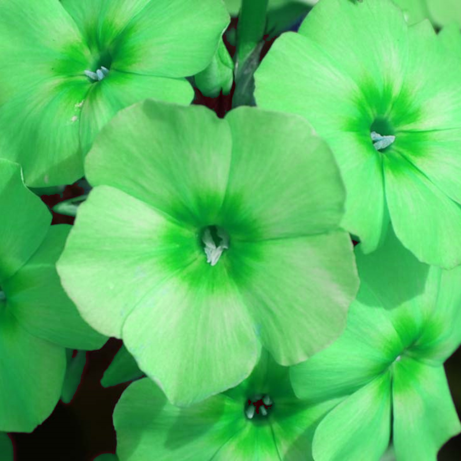 Phlox Bulbs Attracts Bees Butterflies A Perennial Plant Phlox Has