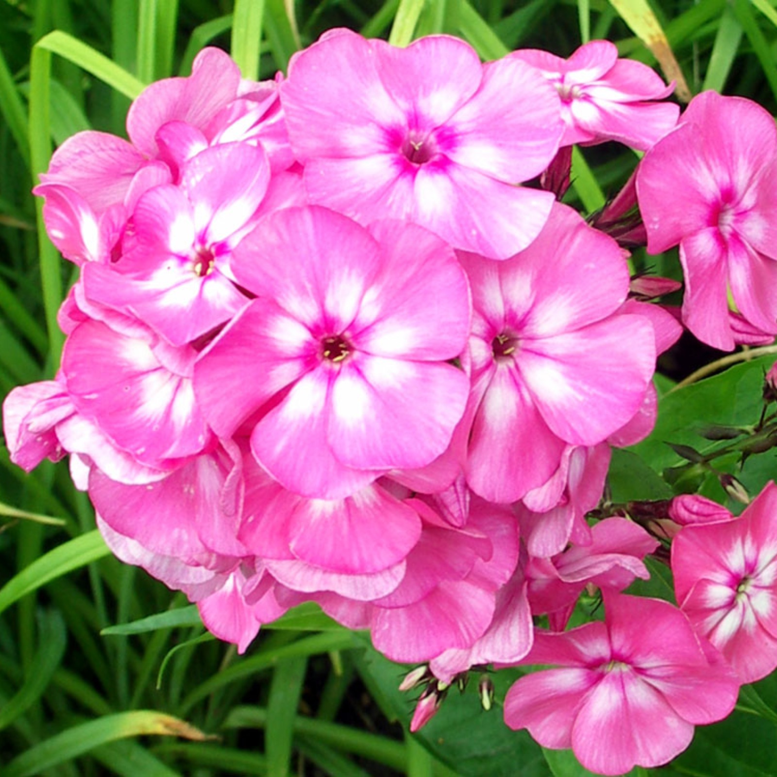 Phlox Bulbs Phlox Flowers Are Layered And Beautiful Phlox Has A Scent
