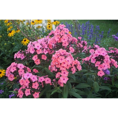Phlox 'Coral Creme Drop' TM- Live Starter Plant